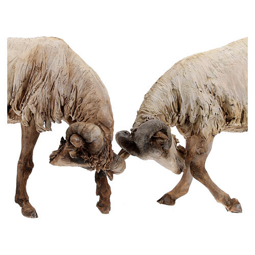 Szene, zwei Ziegenböcke im Kampf, für 30 cm Krippe von Angela Tripi, Terrakotta 2