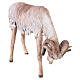 Scene goats fighting, 30 cm Tripi nativity s8