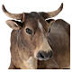 STOCK Ox for 35 cm Nativity Scene, Angela Tripi s3