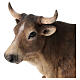 STOCK Ox for 35 cm Nativity Scene, Angela Tripi s5