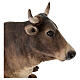 STOCK Ox for 35 cm Nativity Scene, Angela Tripi s6