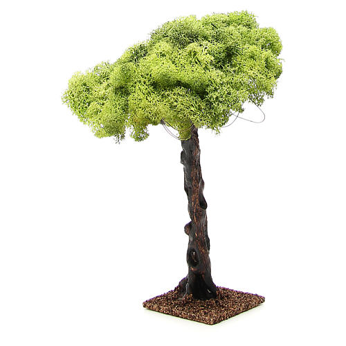Dąb do szopki 35cm 6