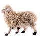 Kit 3 ovejas con lana 18 cm. belén Napolitano s2