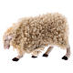 Kit 3 ovejas con lana 18 cm. belén Napolitano s3