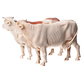 Vacas 2 peças para Presépio Moranduzzo com figuras de altura média 10 cm