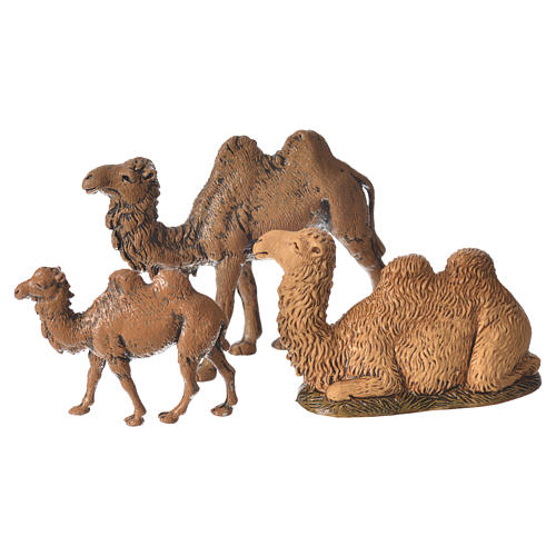 Camels, 3.5-6cm Moranduzzo collection 1