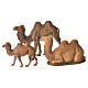 Camelos presépio para Presépio Moranduzzo com figuras de altura média 3,5-6 cm s1