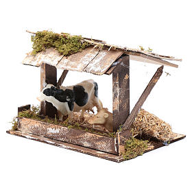 Cows in roofed barn for nativity scene