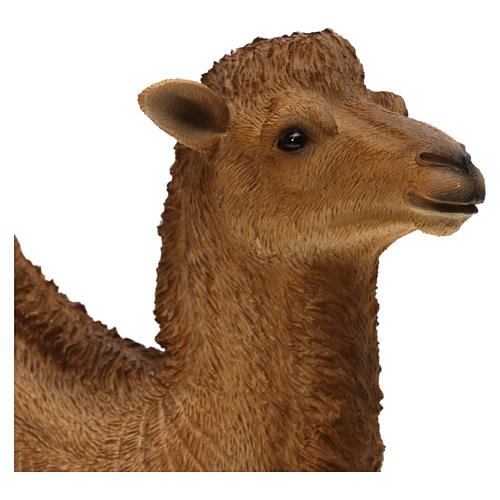 Camelo resina corada para presépio com figuras 30-40 cm altura média 5