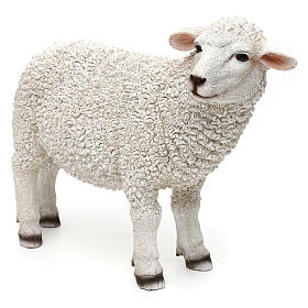 Schaf, den Kopf nach rechts gewandt aus bemaltem Kunstharz für 60-80 cm Krippe