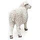Schaf, den Kopf nach rechts gewandt aus bemaltem Kunstharz für 60-80 cm Krippe s4