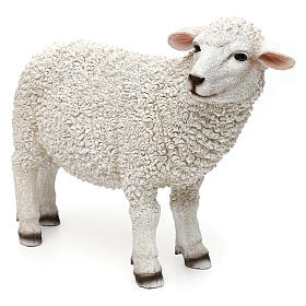 Woolly sheep looking right, in colored resin for 60-80 cm nativity
