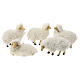 Set of 5 sheeps for Nativity Scene with 15 cm characters, resin and wool s1