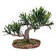 Olive tree for nativity scene in PVC s1