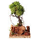 Arbre de lichen pour crèche h 15 cm s1