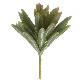 Musgo, Líquenes, Plantas, Pavimentações: Agave para bricolagem presépio Musgo, Líquenes, Plantas, Pavimentações: Agave para bricolagem presépio