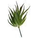 Aloe pour bricolage crèche s2