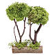 Wooden double tree with lichen for nativity scene s1