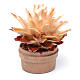 Cactus en pot h réelle 6 cm crèche s2