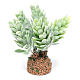 Kaktus für Krippe gemischte Modelle 7cm s1