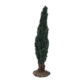 Cipresso presepe h reale 20 cm