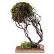 Tree with natural moss for Nativity scene 20x10x10 cm s2