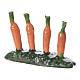 Rangée de carottes dans le potager 5x5x5 cm crèche 7 cm s2