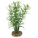 Arbusto 10x5x5 cm para bricolagem de presépio com figuras de 10 -12cm de altura média s2