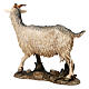 Cabra em pé 12 cm resina para Presépio Moranduzzo com figuras de altura média 20 cm s3