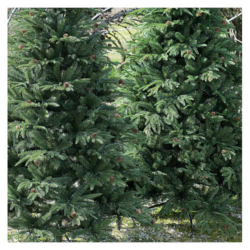 Weihnachtsbaum Österreichische Tanne mit Tannenzapfen, 240 cm 2