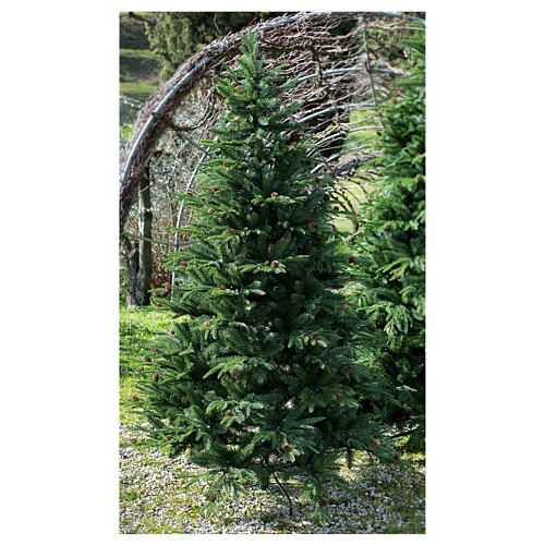 STOCK Austrian Fir Christmas tree with pinecones 240 cm outdoor 1