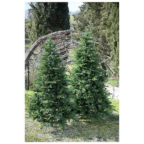 STOCK Austrian Fir Christmas tree with pinecones 240 cm outdoor 3