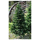 STOCK Austrian Fir Christmas tree with pinecones 240 cm outdoor s1