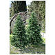 STOCK Austrian Fir Christmas tree with pinecones 240 cm outdoor s3