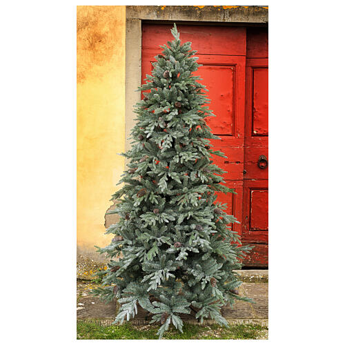 STOCK Colorado Blue Christmas tree with pinecones 240 cm outdoor 1