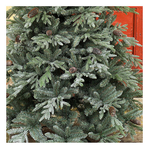 STOCK Colorado Blue Christmas tree with pinecones 240 cm outdoor 2