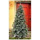 STOCK Colorado Blue Christmas tree with pinecones 240 cm outdoor s1