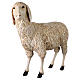 Sheep head turned slightly to the left nativity scene 160 cm Lando Landi s3