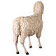 Sheep head turned slightly to the left nativity scene 160 cm Lando Landi s7