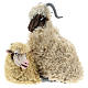 Caprone con pecorella per presepe napoletano stile '700 di 35 cm s1