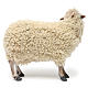 Pecorella in piedi con lana per presepe Napoli stile 700 di 35 cm s4