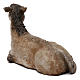 STOCK Donkey in terracotta, 35 cm Neapolitan nativity extra finished s3
