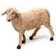 STOCK Sheep looking left, 14 cm Neapolitan nativity s1