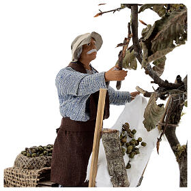 Oilve picker Neapolitan Nativity scene 14 cm
