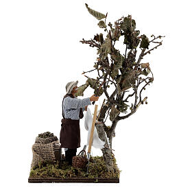 Mężczyzna zbierający oliwki, ruchoma figurka do szopki z Neapolu 14 cm