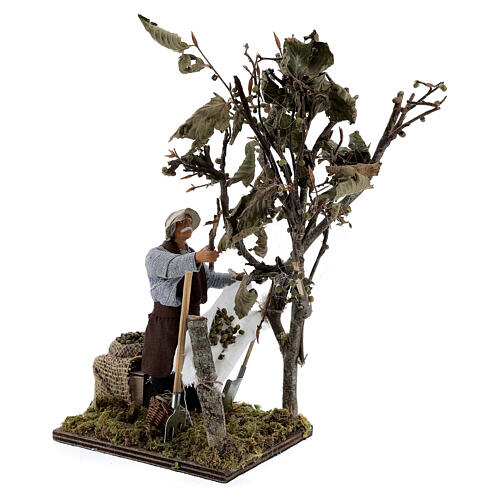 Mężczyzna zbierający oliwki, ruchoma figurka do szopki z Neapolu 14 cm 4