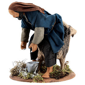 Mungitore capra presepe napoletano 15 cm