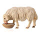 Owca pijąca szopka Original Pastore drewno malowane Val Gardena 10 cm s1