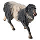 Spotted Sheep Running, 10 cm nativity Original Shepherd model, in painted Val Gardena wood s2