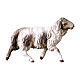 Running spotted sheep Original Pastore Nativity Scene in painted wood from Valgardena 12 cm s1